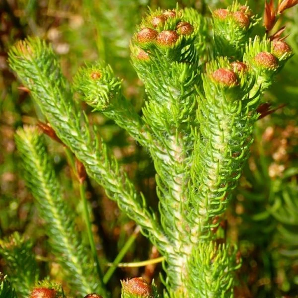 Изображение Берцелия Галпина - Berzelia galpinii