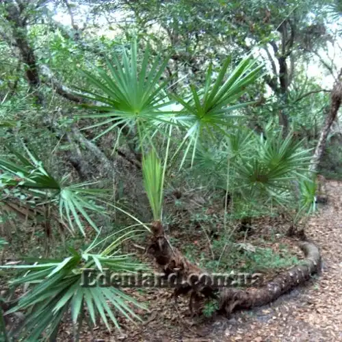 Зображення Сереноа повзуча - Serenoa repens