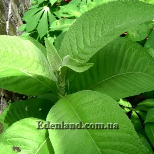 Изображение Блюмея бальзамическая - Blumea balsamifera