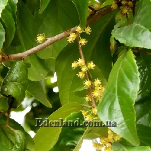 Изображение Флакуртия неколючая  - Flacourtia inermis