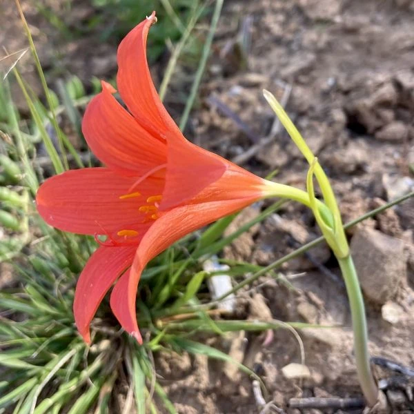 Изображение Циртантус кроваво-красный  - Cyrtanthus sanguineus