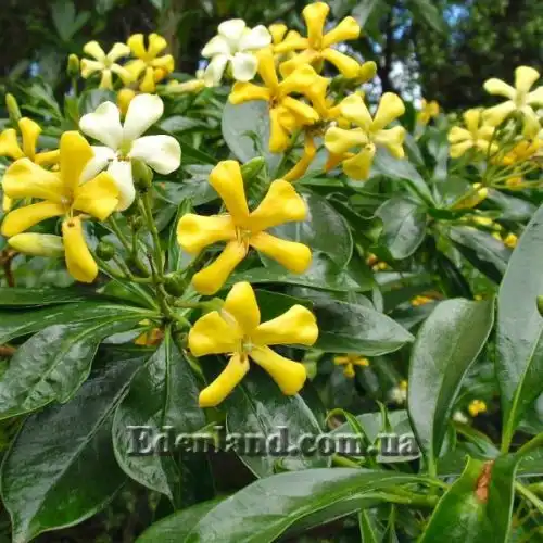 Изображение Гименоспорум желтый - Hymenosporum flavum