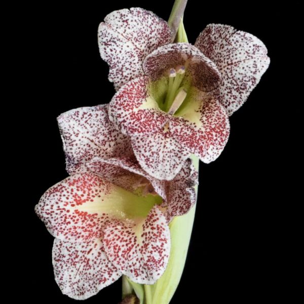 Зображення Гладіолус Еклона - Gladiolus ecklonii 