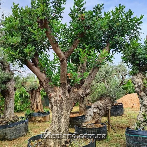 Зображення дерево у контейнері