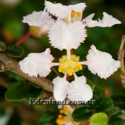 Изображение Мальпигия мексиканская - Malpighia mexicana