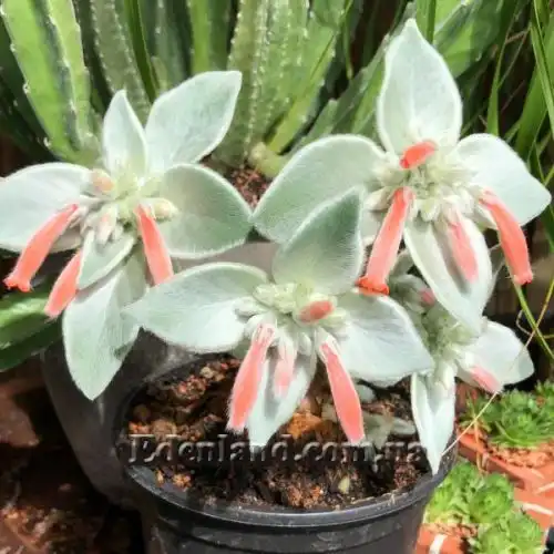 Зображення Синінгія Біловолоса - Sinningia leucotricha