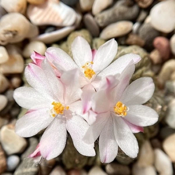 Изображение Ацтекиум Риттера  - Aztekium ritteri 