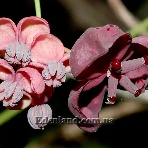 Зображення чоловічі та жіночі квіти