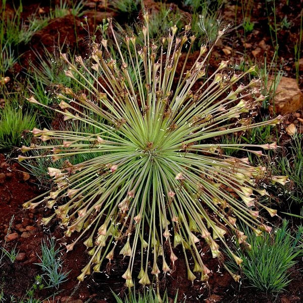 Изображение Боофона двухрядная  - Boophone disticha