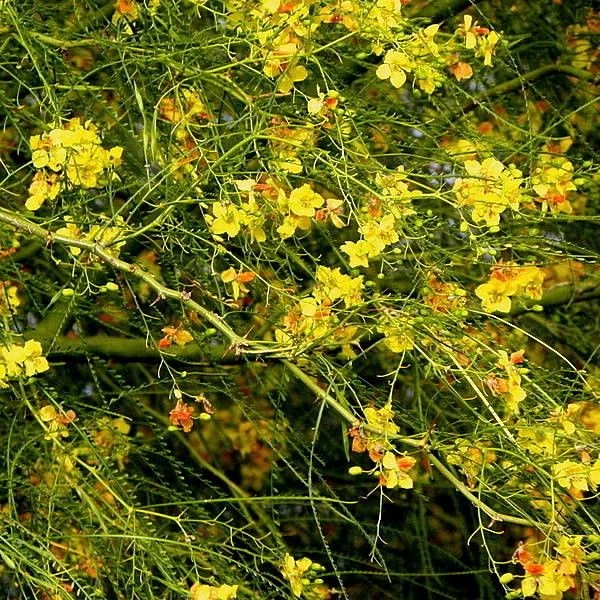 Зображення Паркінсонія шипувата - Parkinsonia aculeata 