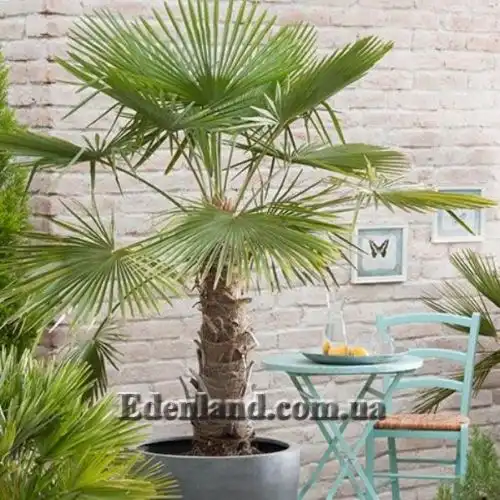 Изображение Трахикарпус Форчуна - Trachycarpus fortunei