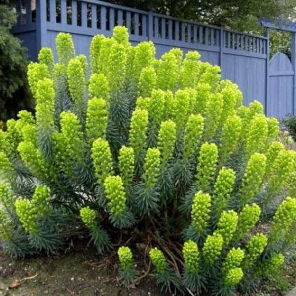 Зображення Молочай (Єуфорбія) середземноморський - Euphorbia Characias