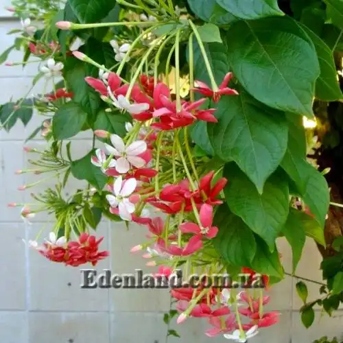 Изображение Квисквалис индийский    - Quisqualis indica 