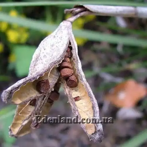 Изображение Диетес крупноцветковый       - Dietes grandiflora