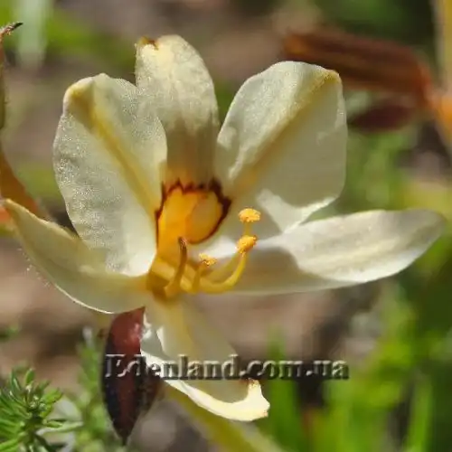 Изображение Вахендорфия метельчатая - Wachendorfia paniculata