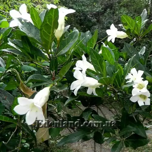 Изображение Ротмания шаровидная - Rothmannia globosa