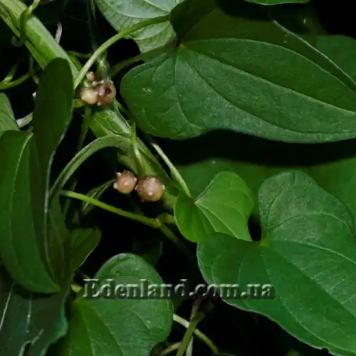 Діоскорея полістахія, Ямс - Dioscorea polystachya 