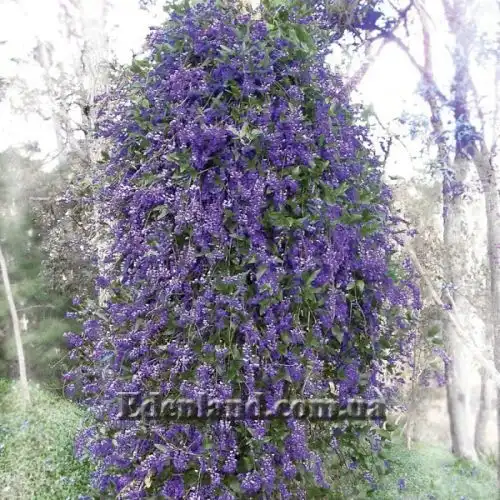 Изображение Гарденбергия Комптона - Hardenbergia comptoniana