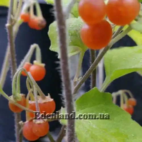 Изображение Паслен черный Отриколи - Solanum nigrum Otricoli