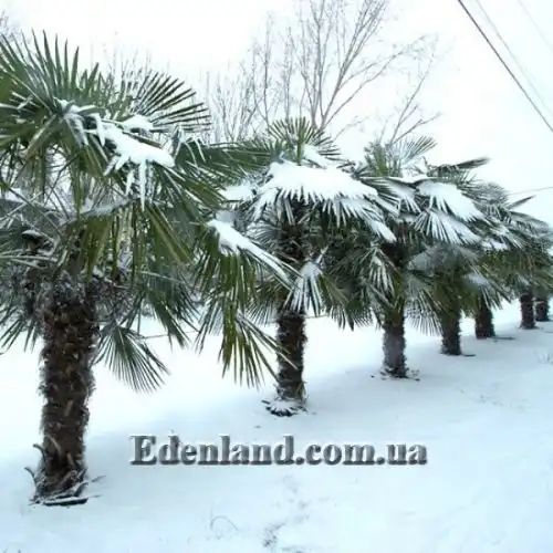 Изображение Трахикарпус Форчуна - Trachycarpus fortunei