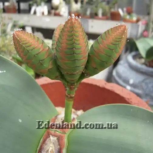 Изображение цветение женского растения