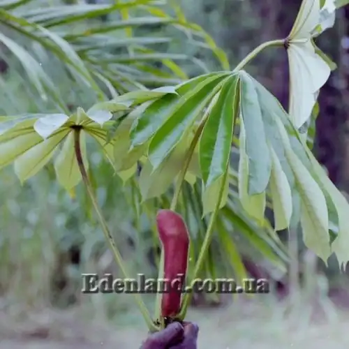 Зображення Мусанга цекропієвидна - Musanga cecropioides