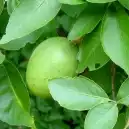 Новые поступления семян и растений август 2013