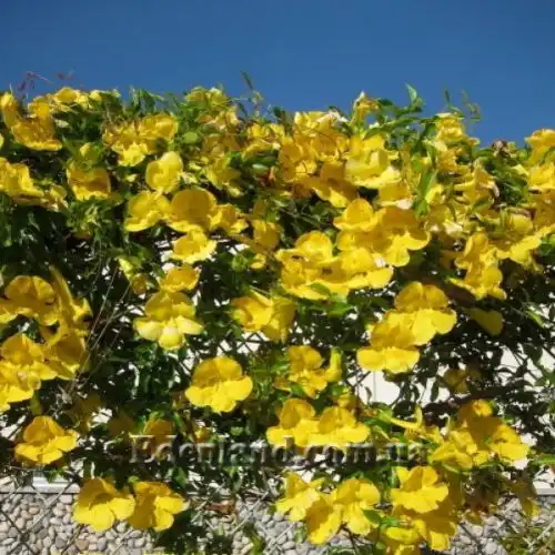 Изображение цветение