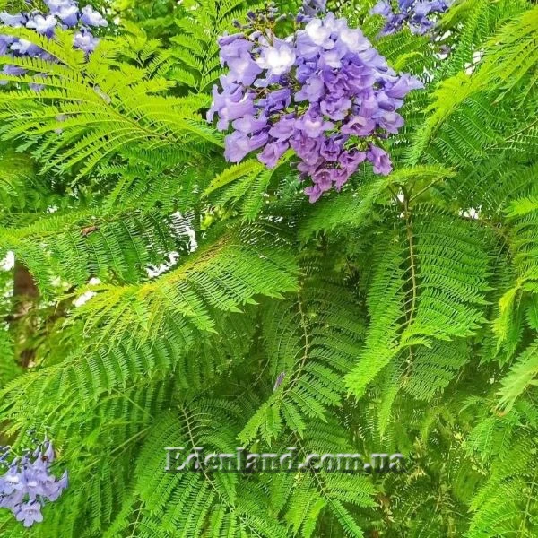 Изображение Жакаранда мимозолистная - Jacaranda mimosifolia