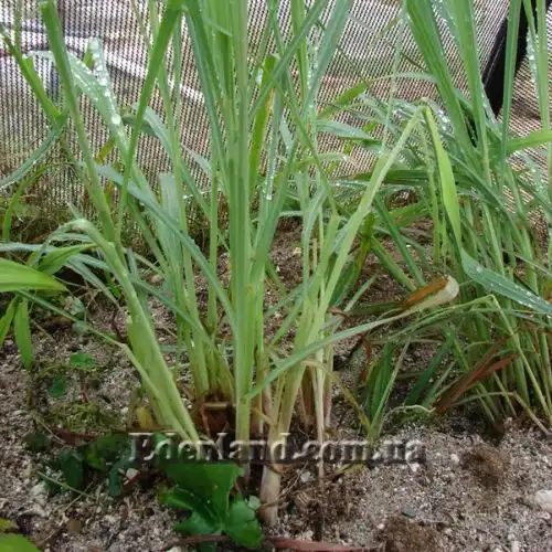 Изображение Цимбопогон извилистый - Cymbopogon flexuosus