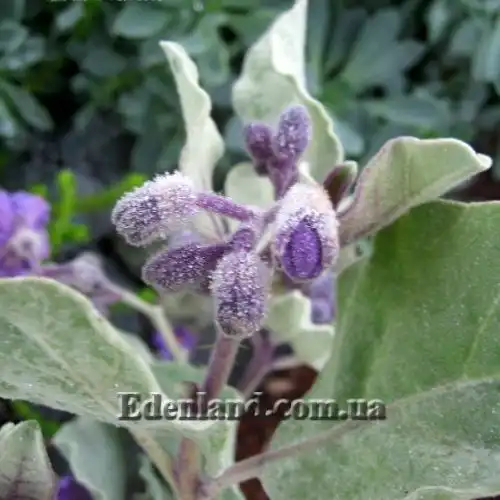 Изображение Паслен шерстистолистный - Solanum lasiophyllum 