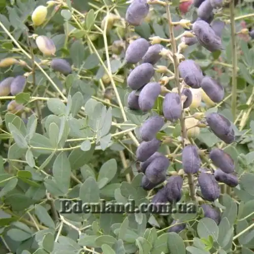 Изображение Баптизия южная - Baptisia australis 