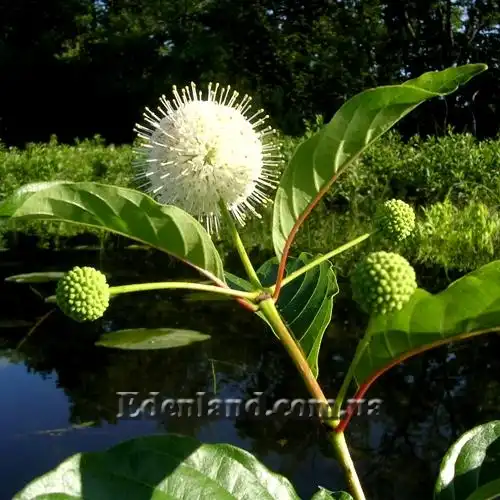 Зображення соцветие