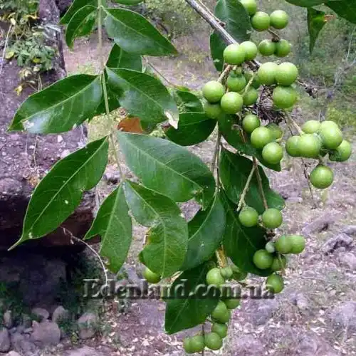 Изображение Сапиндус мыльный - Sapindus saponaria