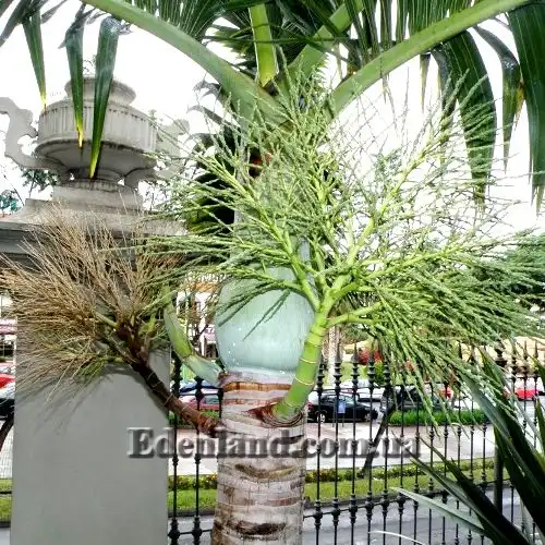 Изображение соцветия