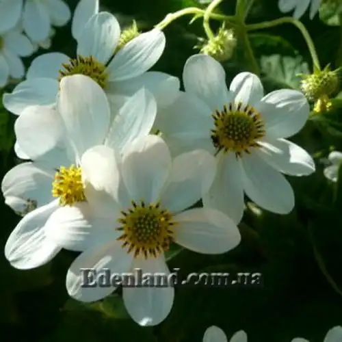 Зображення Монтаноа гібіскусолістна - Montanoa hibiscifolia