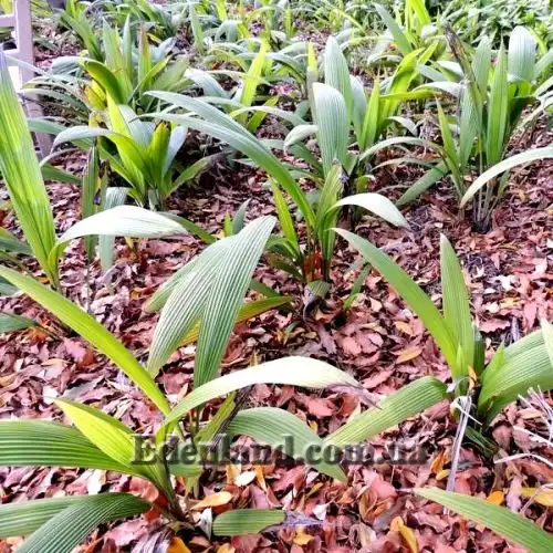 Изображение Куркулиго широколистное - Curculigo latifolia