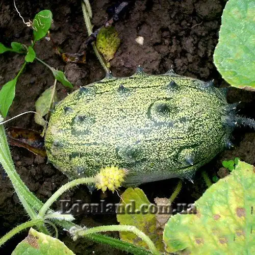 Изображение недозрелый плод