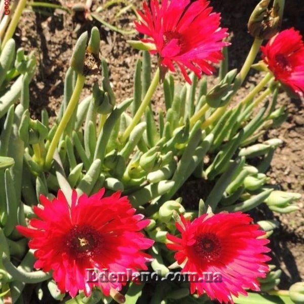 Изображение Цефалофиллум Альстона  - Cephalophyllum alstonii