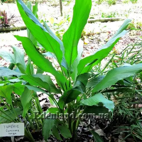 Изображение Куркума длинная - Curcumae longae