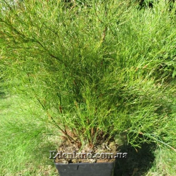 Изображение Родокома гигантская  - Rhodocoma gigantea