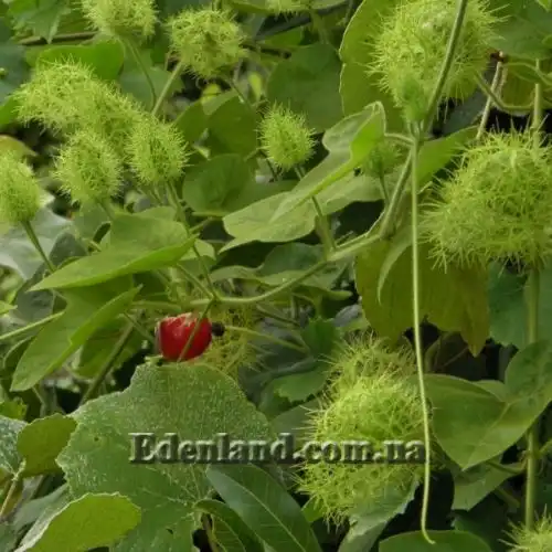 Изображение Пассифлора вонючая (гибискусолистная) - Passiflora foetida v.hibiscifolia