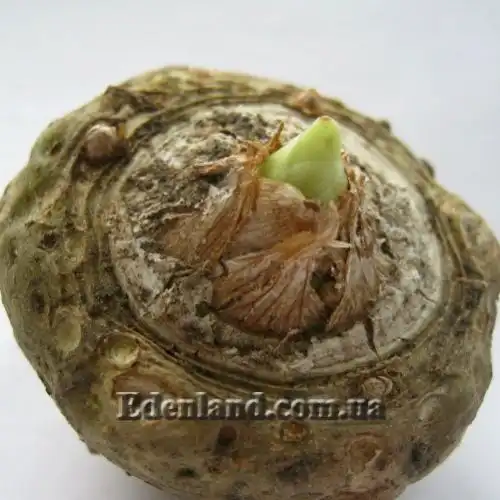 Изображение взрослый клубень