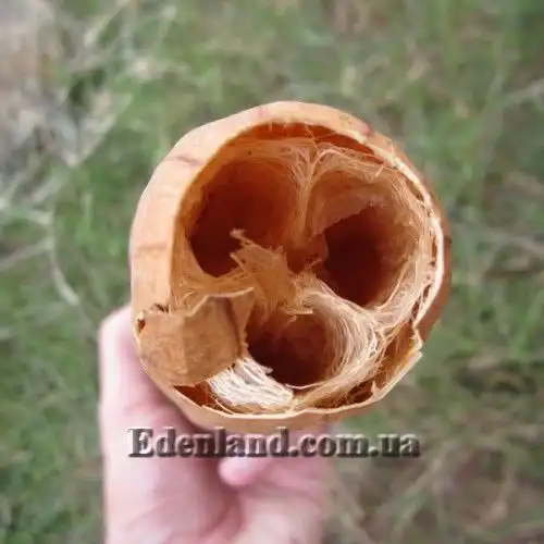 Зображення дозрілий плід у розрізі