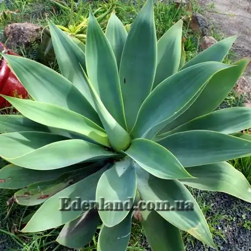 Изображение Агава оттянутая подвид оттянутая - Agave attenuata subsp. attenuate