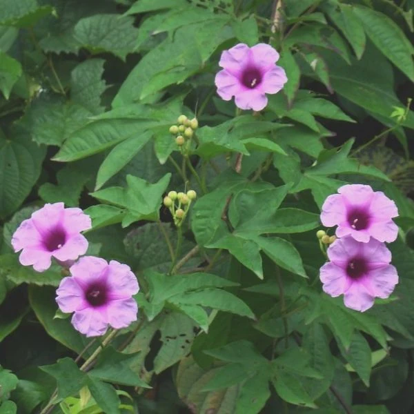 Зображення Іпомея маврикійська - Ipomoea mauritiana 