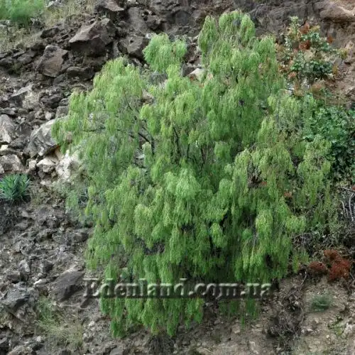 Изображение Плокама повислая - Plocama pendula