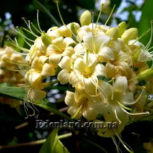Изображение Фагрея душистая - Fagraea fragrans