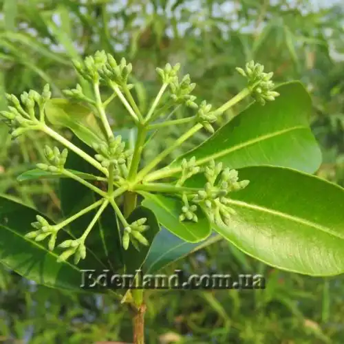 Изображение Альстония школьная - Alstonia scholaris