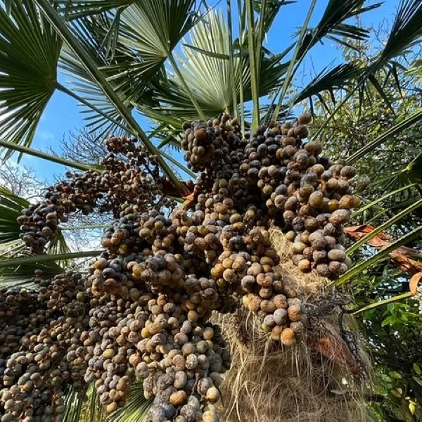 Изображение Трахикарпус Вагнера  - Trachycarpus wagnerianus 
